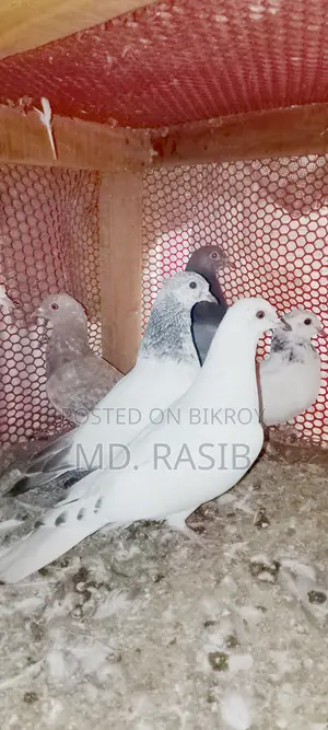 পাখি বিক্রয় হবে