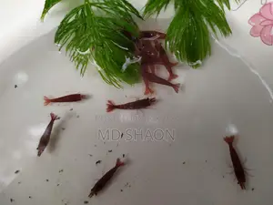 Fire Red Shrimp
