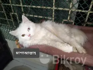 পুরুষ বিড়াল