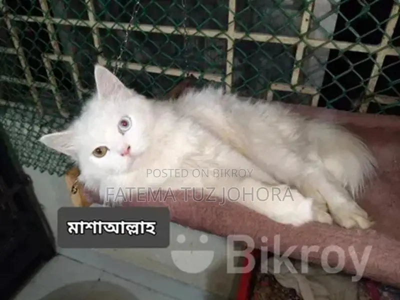 পুরুষ বিড়াল