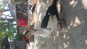 Duck for Sale
