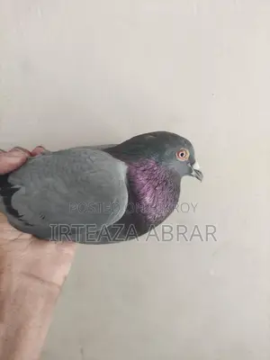 Sobji Huma (Male) & Deep White (Female)
