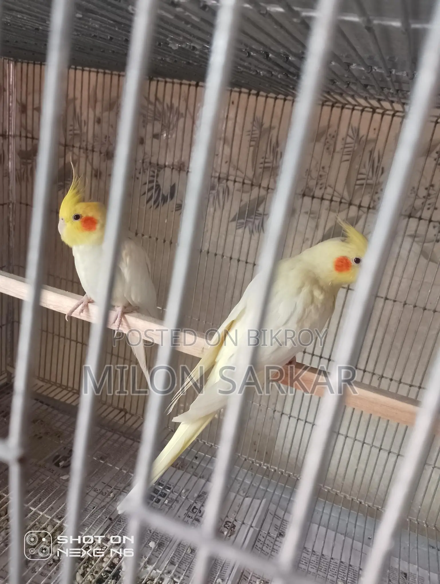 কোকাটেল পাখি বিক্রয়