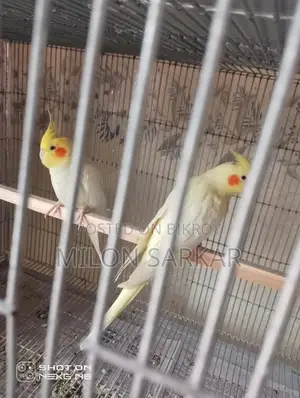 Cockatiel Bird for Sale