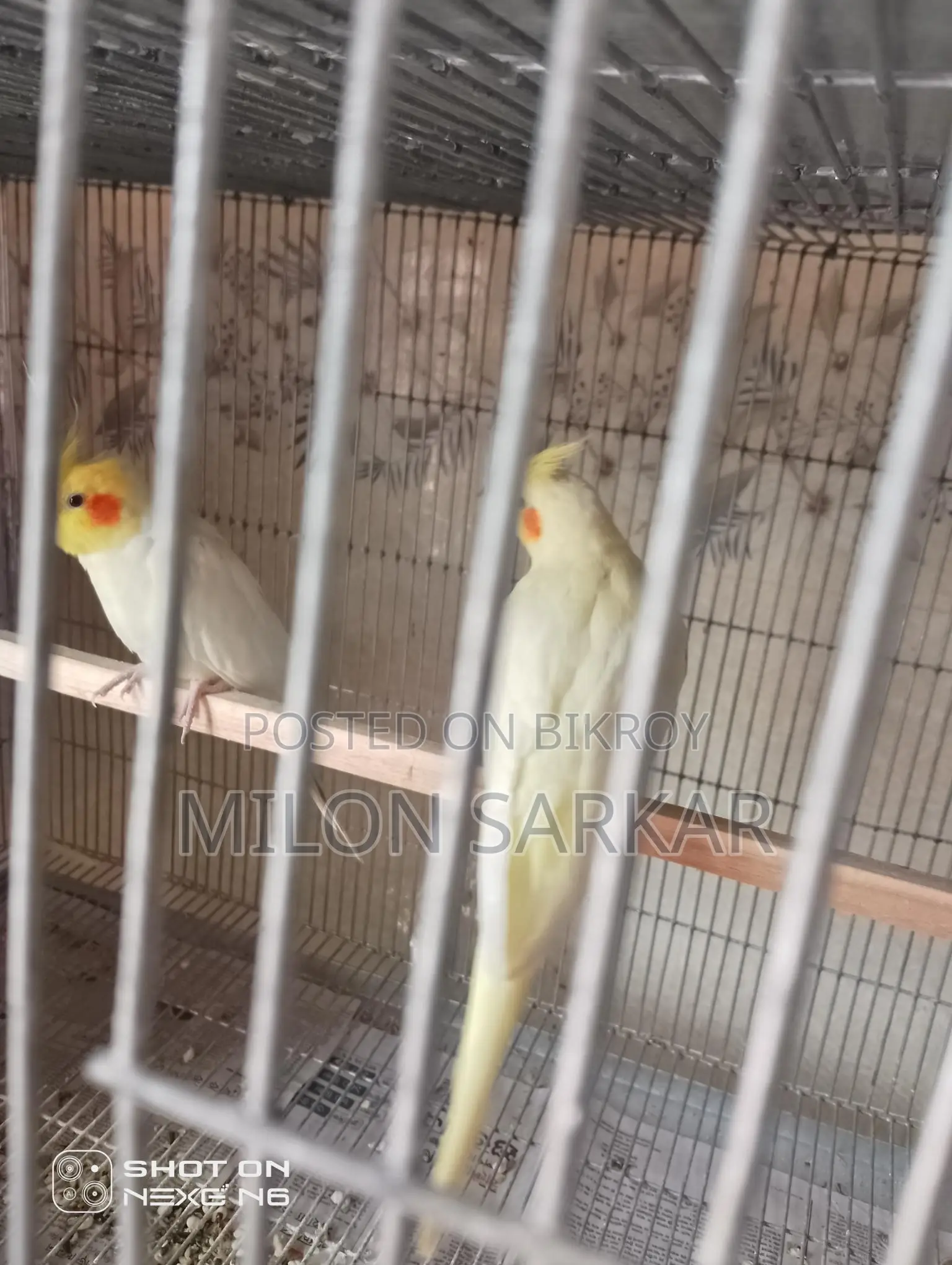 কোকাটেল পাখি বিক্রয়