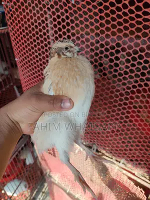 ইউরোপিয়ান কোয়েল পাখির বীজ ডিম