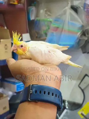টেম সাইজের ককাটেল বেবি