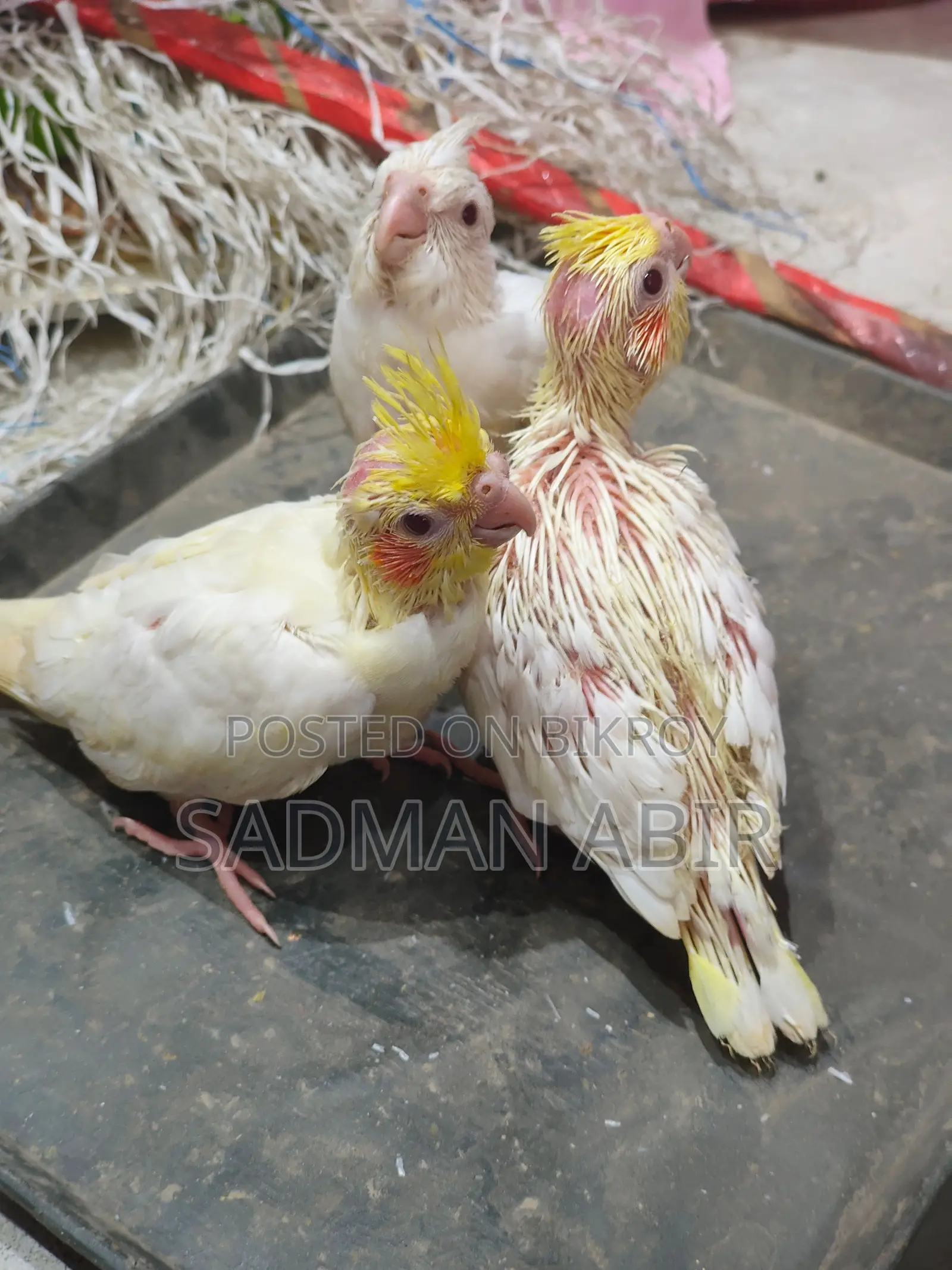 Tame size cockatiel baby