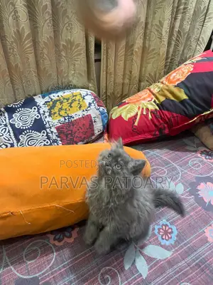 Persian Male