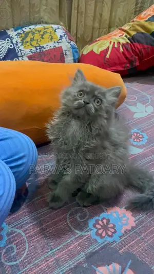 Persian Male