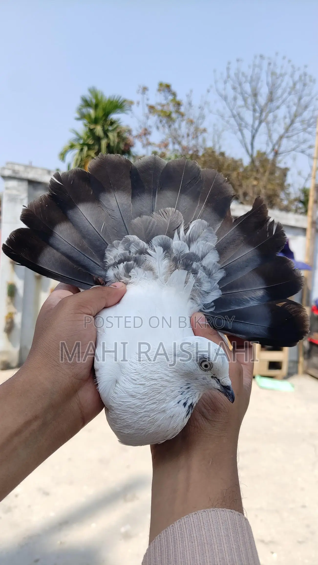 Kaldum Male Pigeon