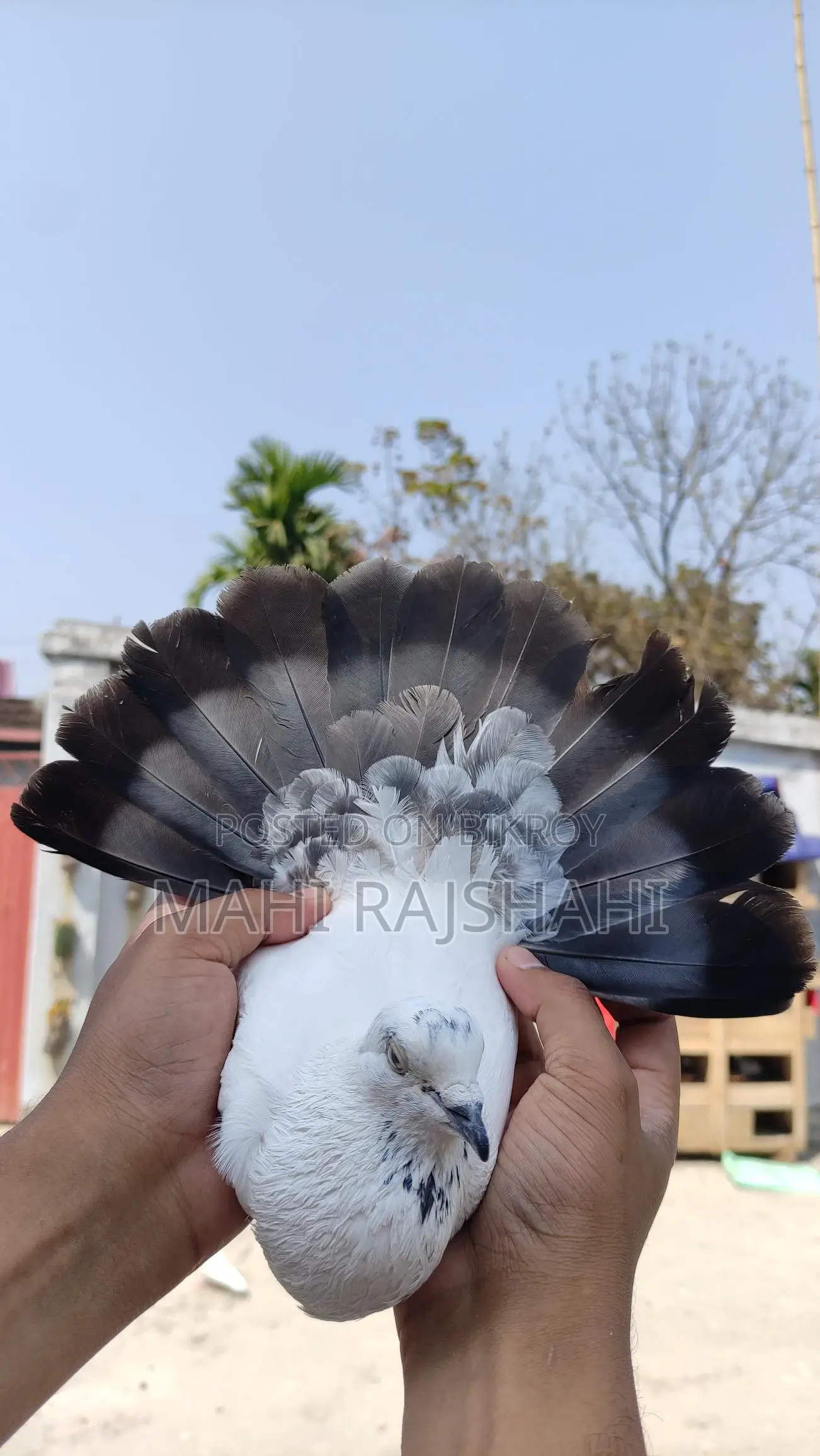 Kaldum Male Pigeon