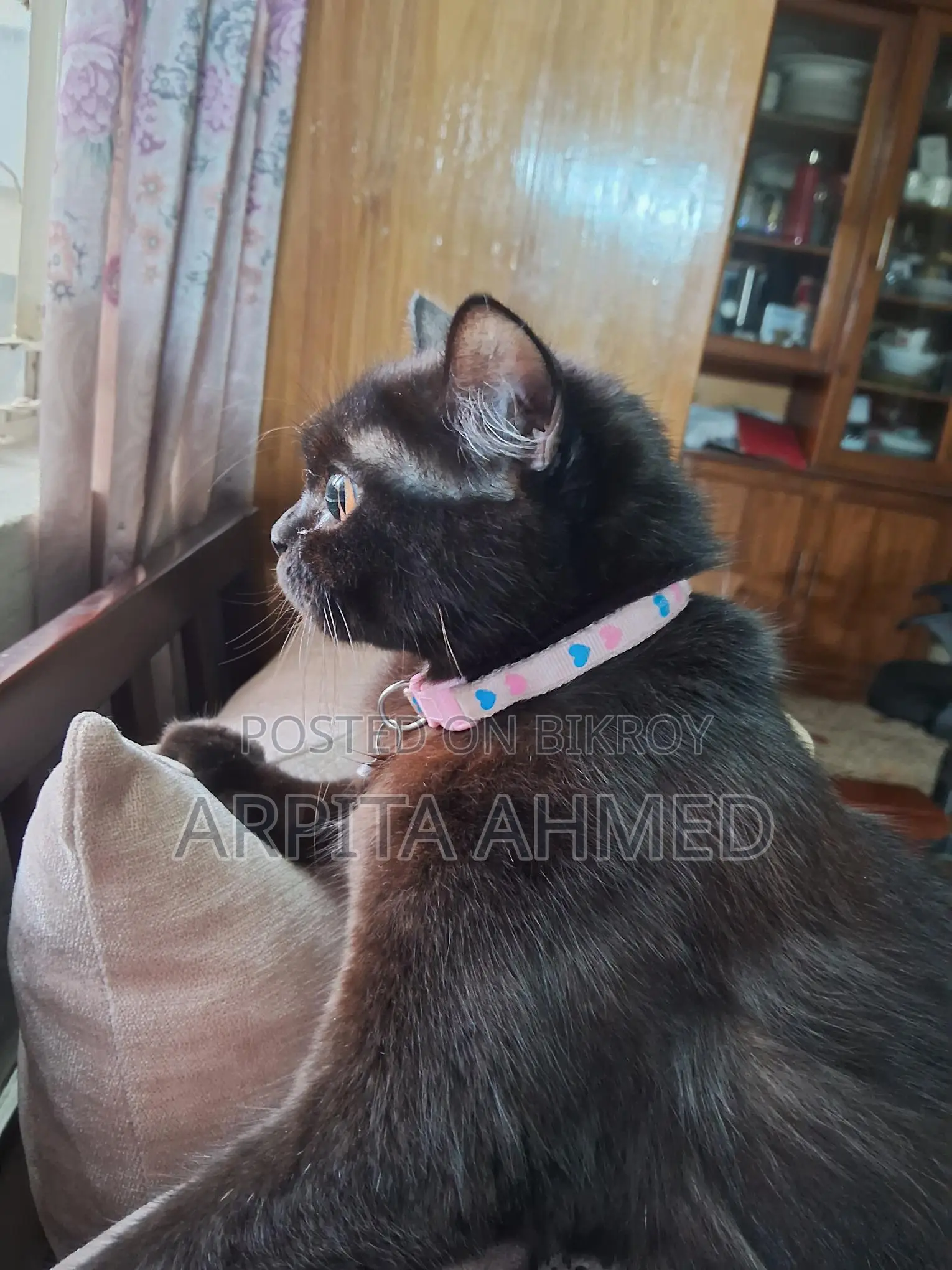 A Persian cat Selling post