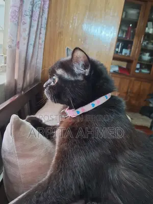 A Persian cat Selling post