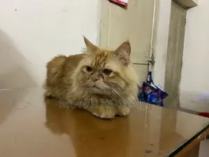 Traditional Passion Cat