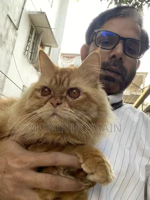 Traditional Passion Cat