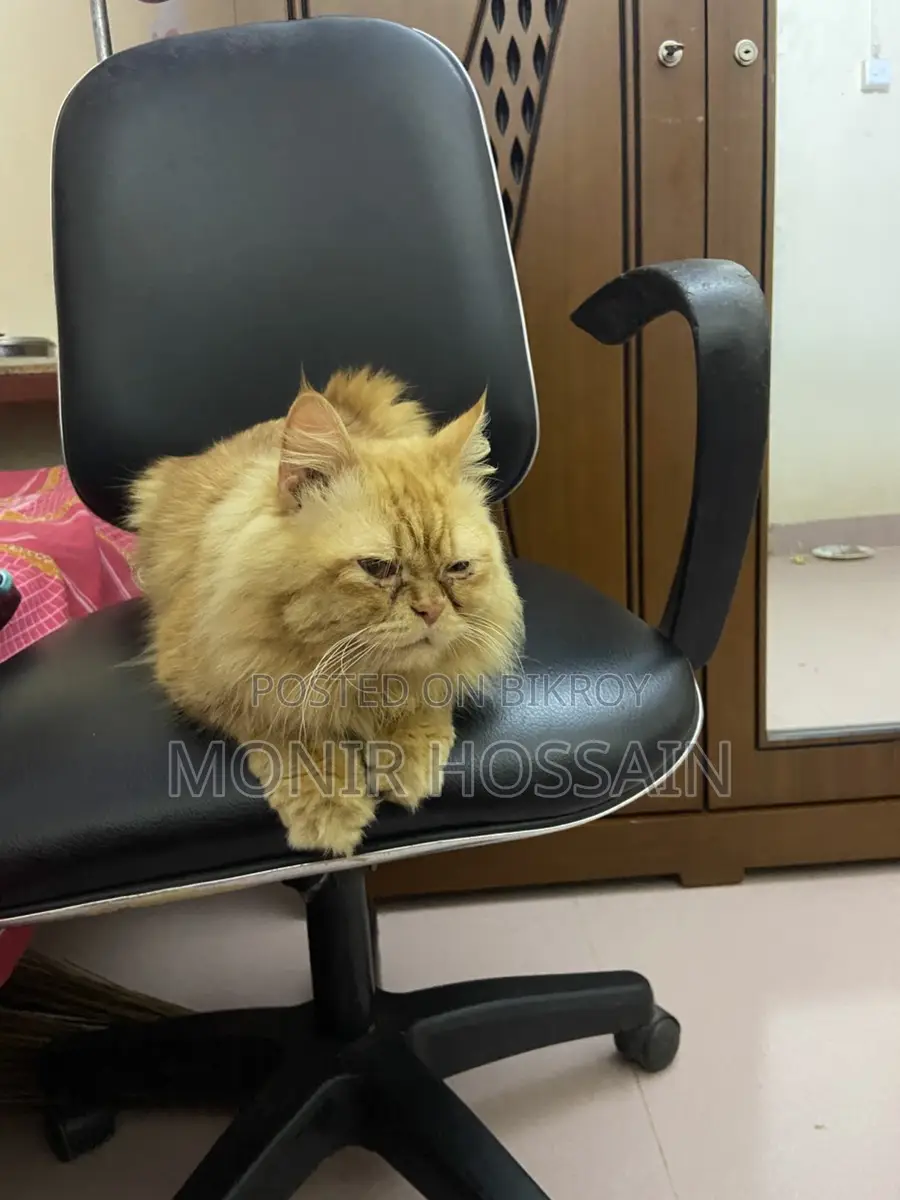 Traditional Passion Cat
