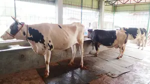 ৯১২ নং উন্নত জাতের ৩টি গাভী বিক্রয় হবে।