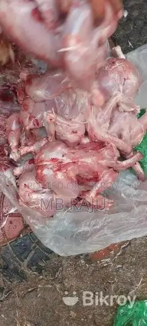 বিড়ালের খাবার