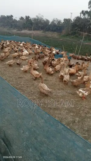 দেশি হাঁস৷
