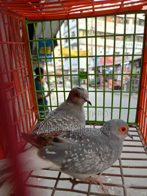 ডায়মন্ড ডাভ