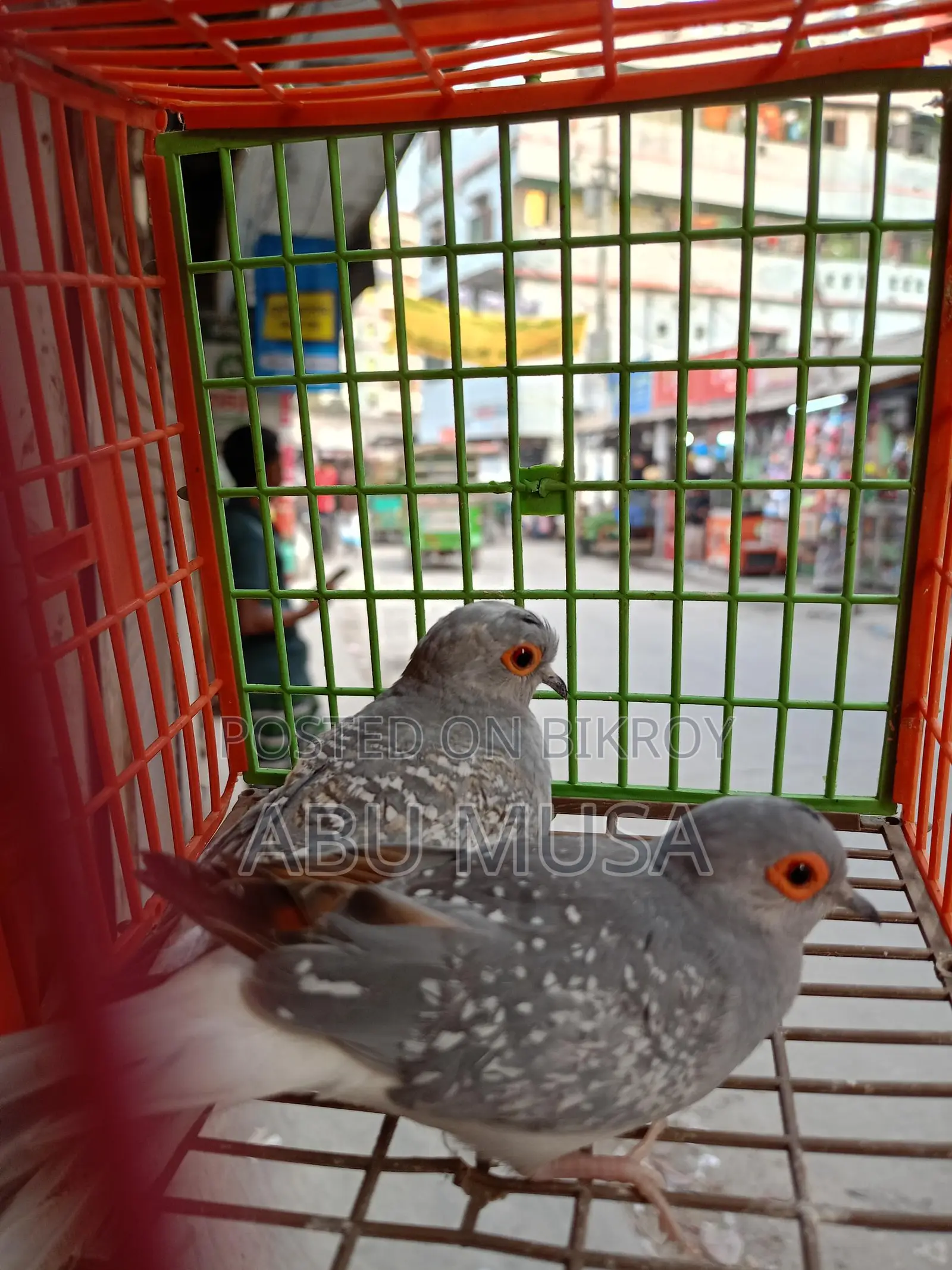 ডায়মন্ড ডাভ