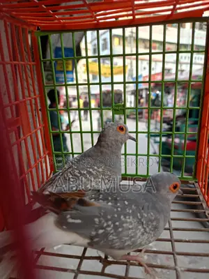ডায়মন্ড ডাভ
