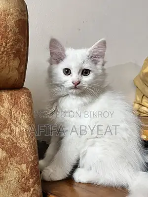 High Quality Persian Mixed Breed