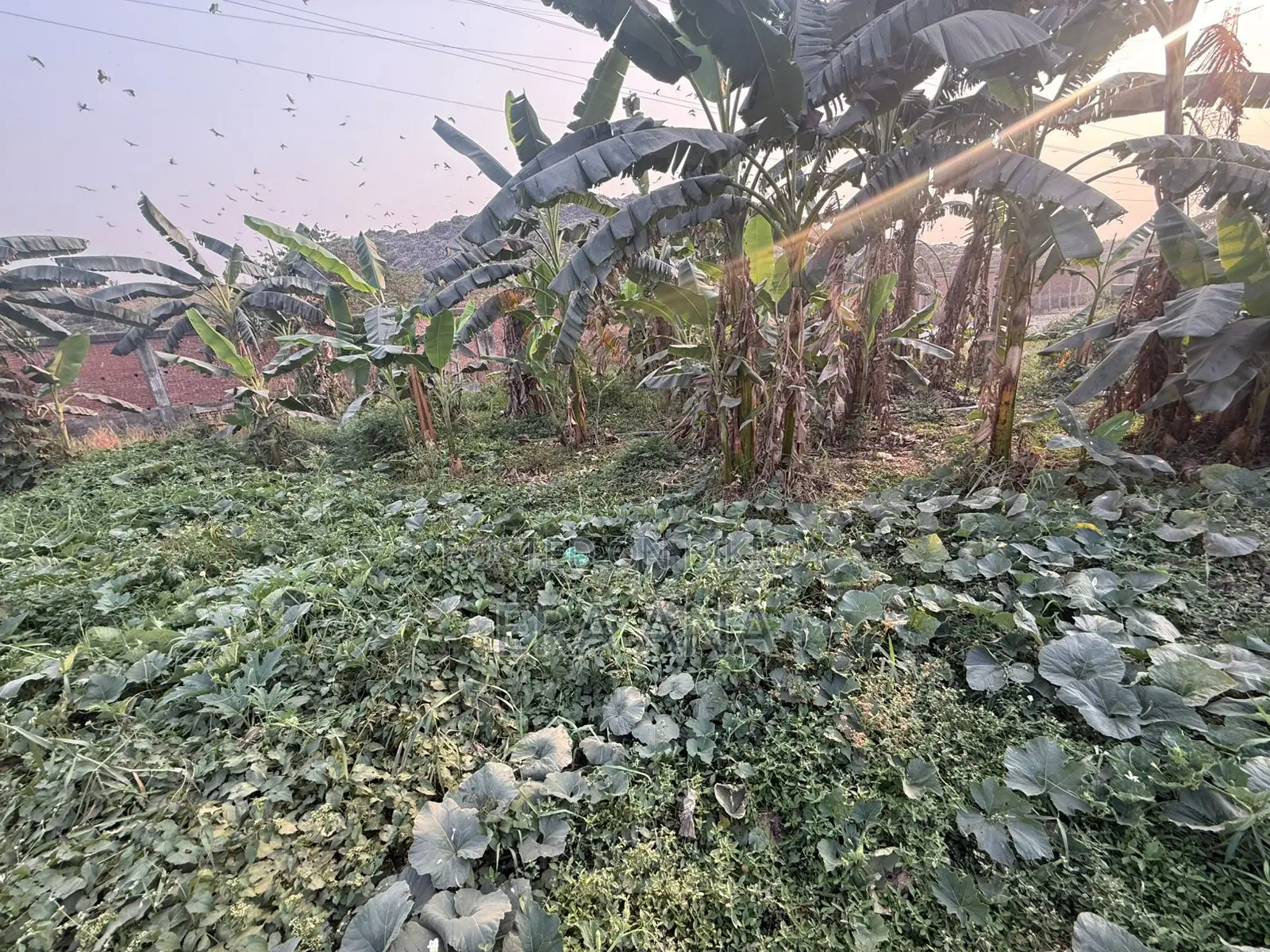 জমি বিক্রয়ের জন্য