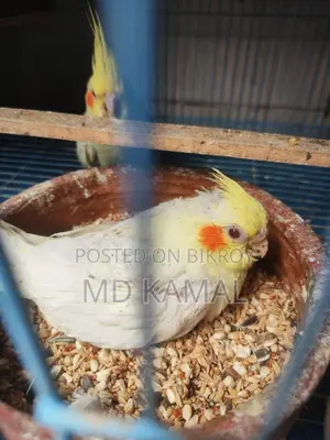 Cockatiel Lutino