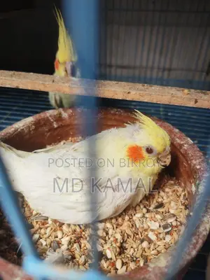 Cockatiel Lutino