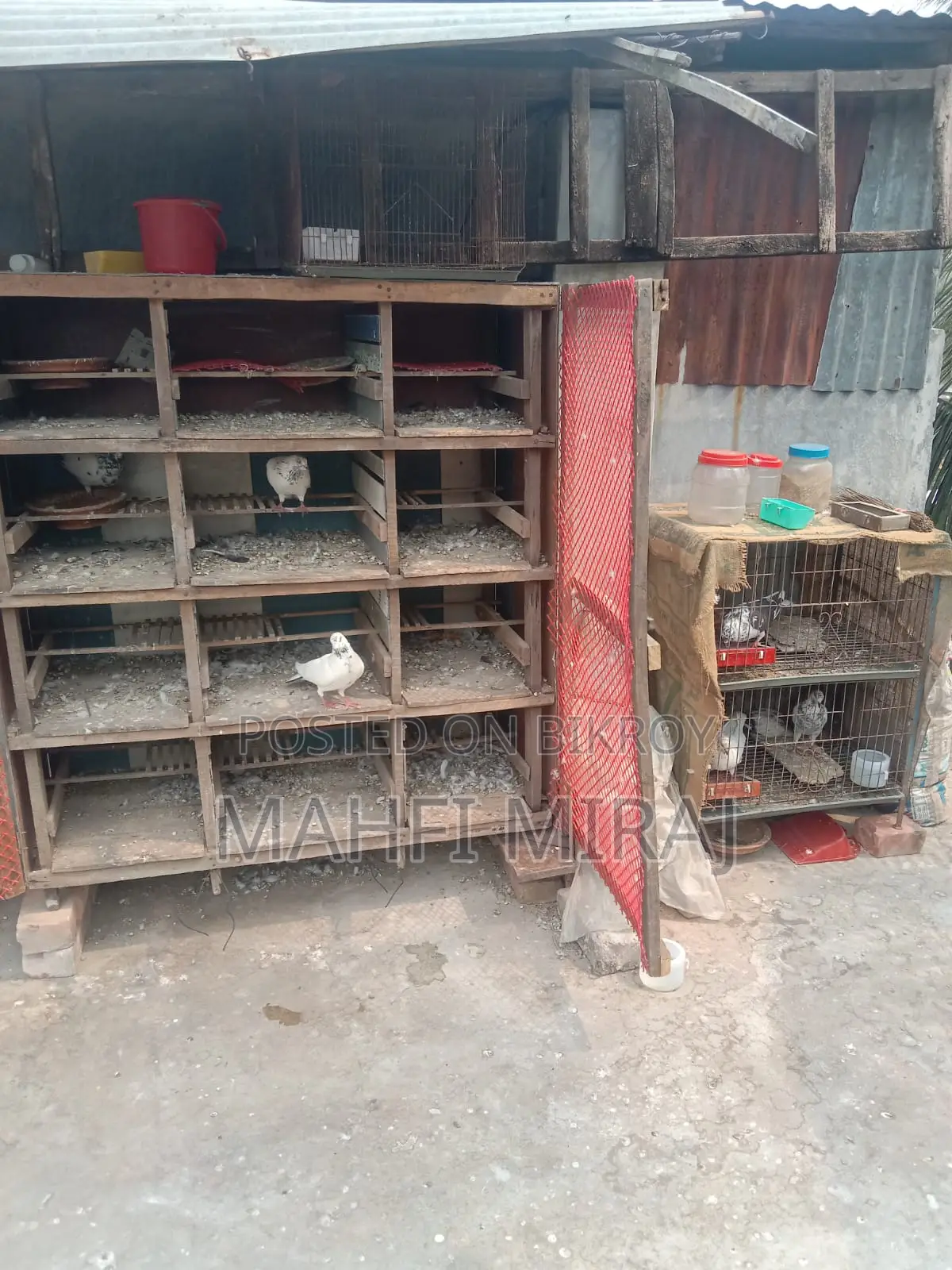 Pigeons