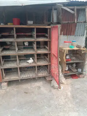 Pigeons