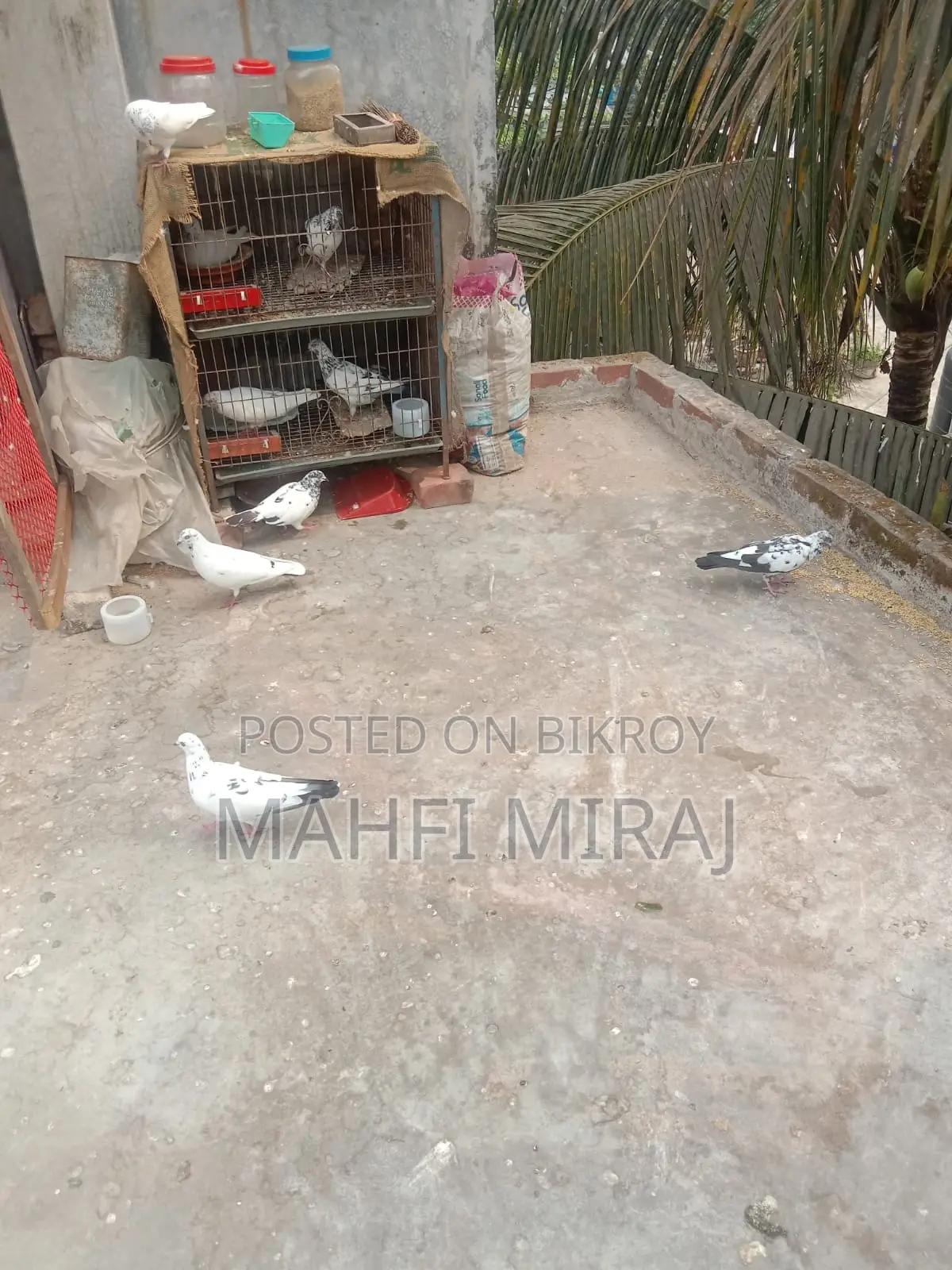 Pigeons