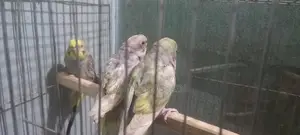 Budgies Running Pair..rainbow Bloodline