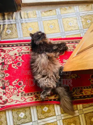 Super Active Pure Persian Male