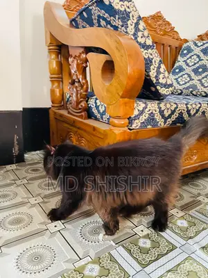 Super Active Pure Persian Male