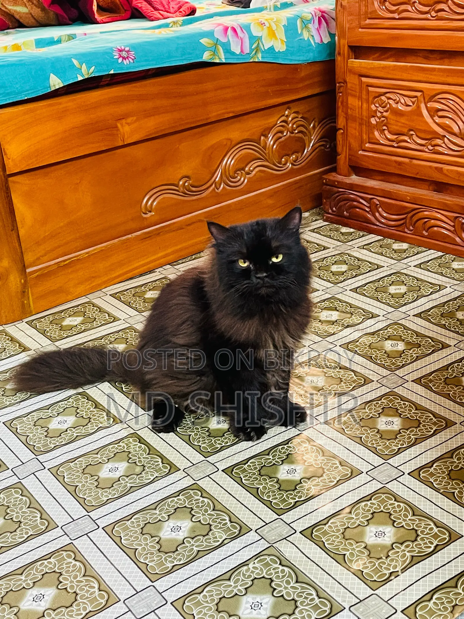 Super Active Pure Persian Male