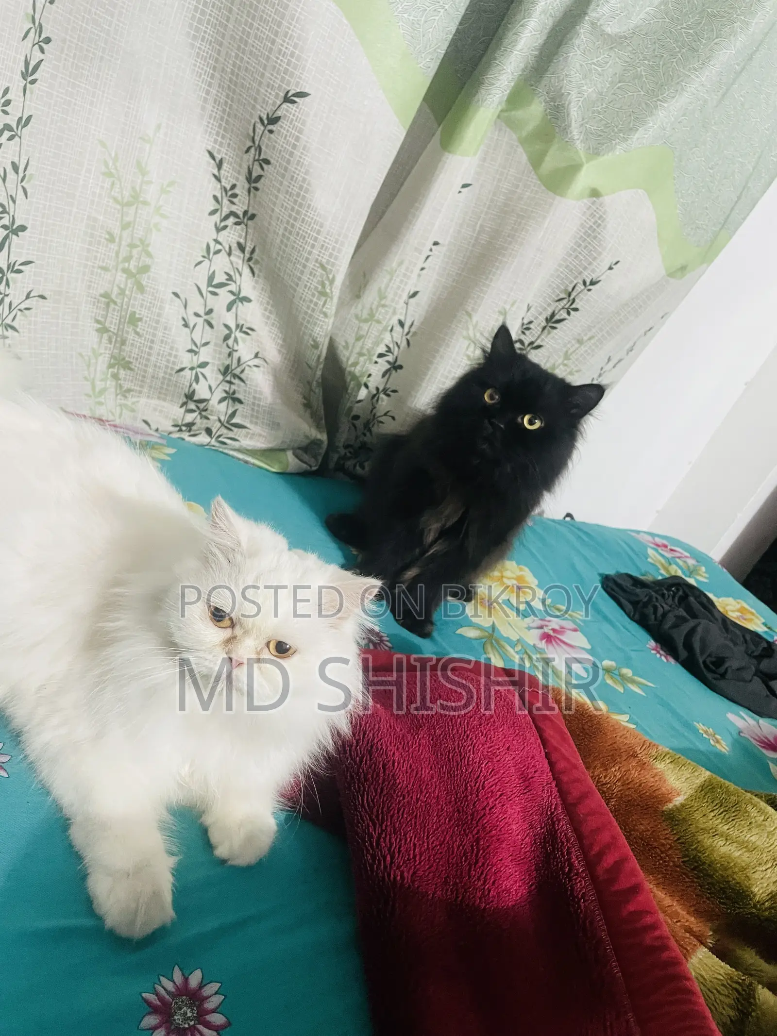 Super Active Pure Persian Male
