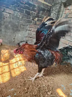ফাইটার এডাল্ট মোরগ