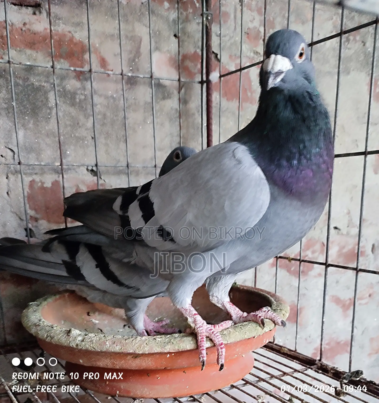 রেসার হোমার