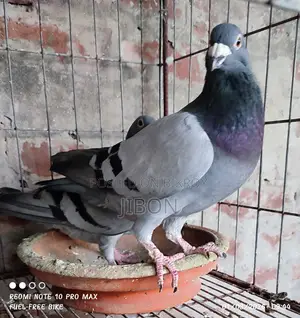 রেসার হোমার
