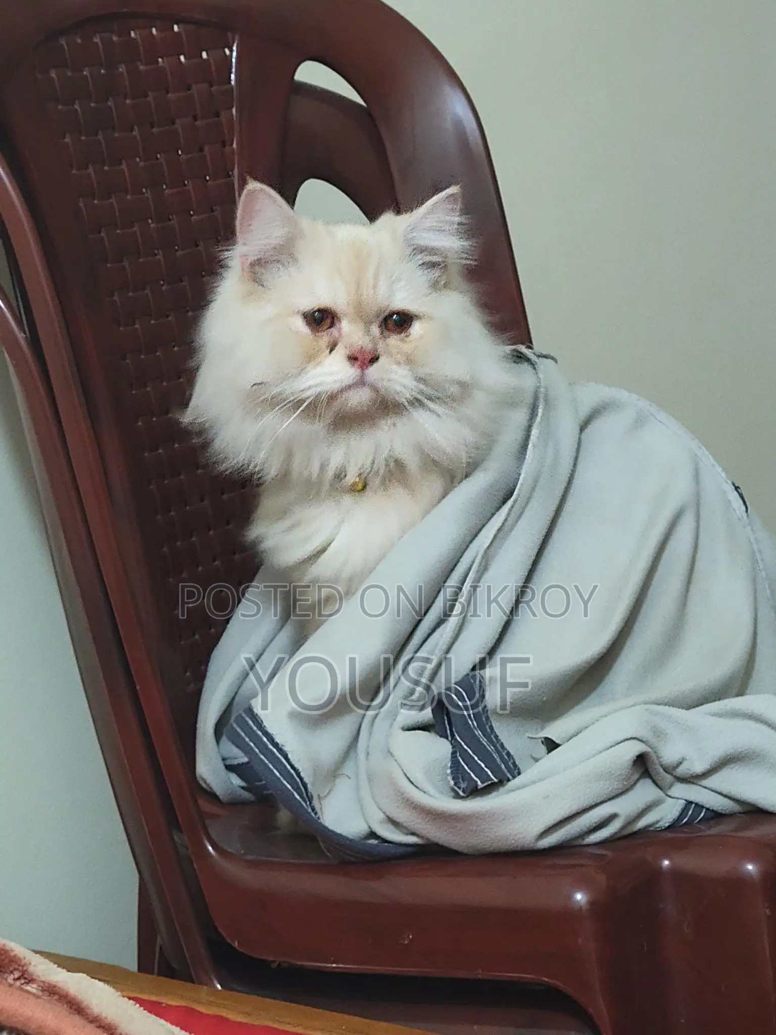Persian Male Cat vaccinated