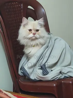Persian Male Cat vaccinated