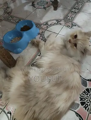 Persian Male Cat vaccinated