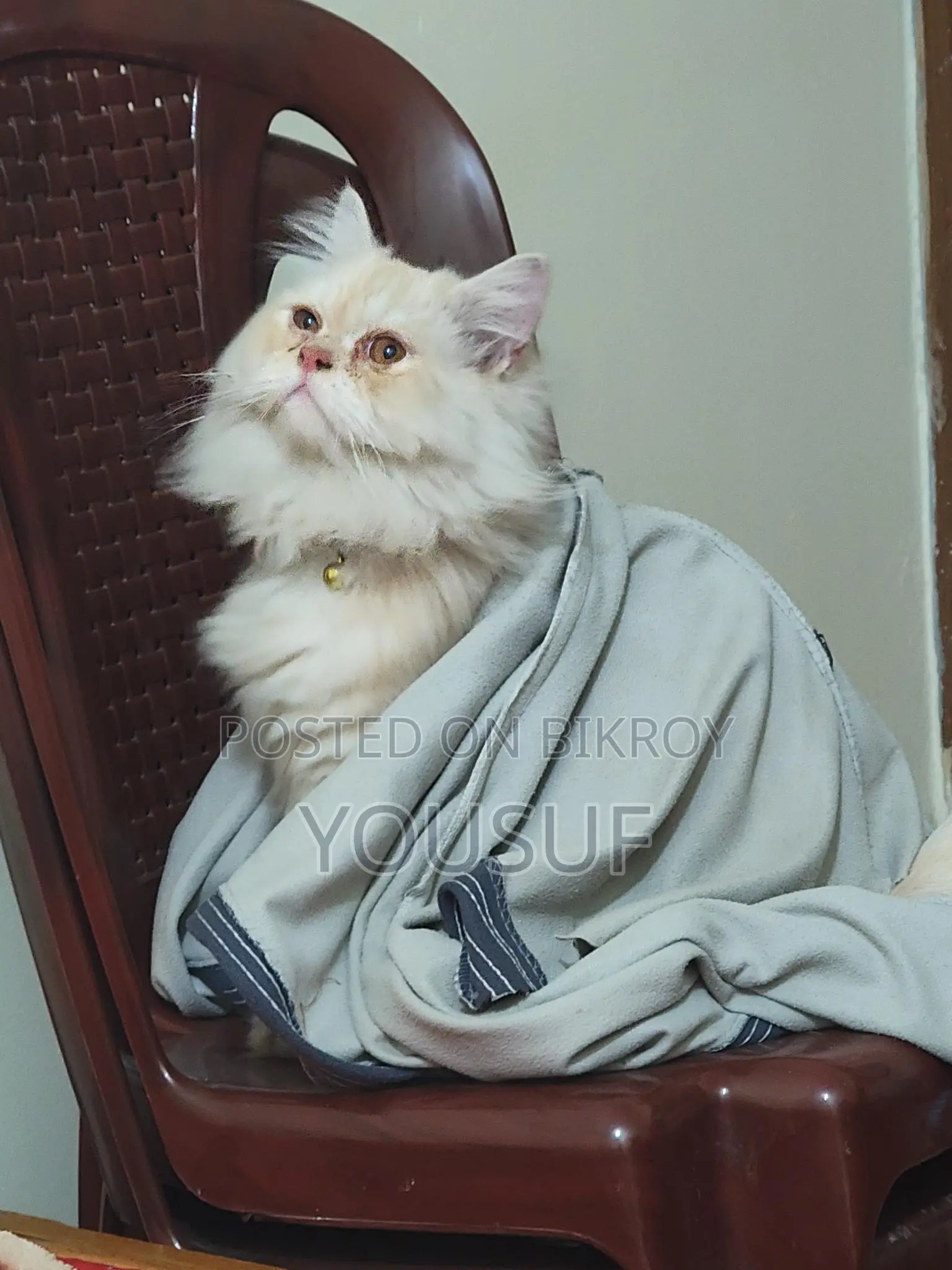 Persian Male Cat vaccinated