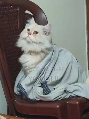 Persian Male Cat vaccinated