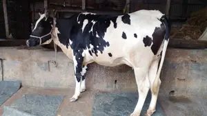 উন্নত জাতের গাভী বিক্রয় হবে ।(১০২৯নং)