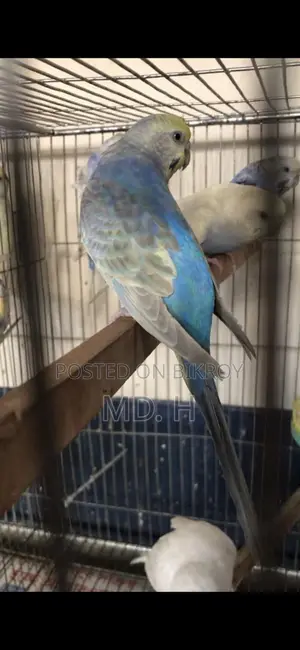 Budgie Birds with Different Mutations