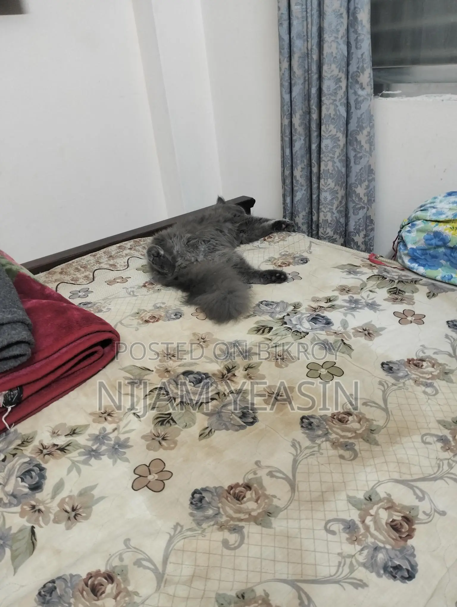 Persian Male Cat